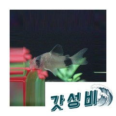 팬더코리도라스 4마리, 1개