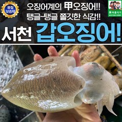 서천 어부의 생물 갑오징어 1kg, 1개