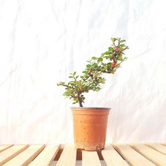 미니 홍자단 분재 나무 묘목 귀여운 책상 화분 반려 식물 키우기, 1개