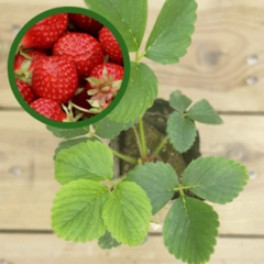 [모종가게] 딸기 모종 2개 / 과일 과실 열매 텃밭 키우기 주말농장 체험