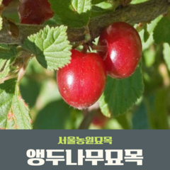 서울농원묘목/앵두나무 묘목 특묘 품종다량 보유, 1개