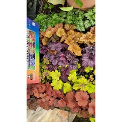 휴케라 5개 색색 랜덤 특 공기정화식물/미세먼지/공기정화효과 공기정화식물