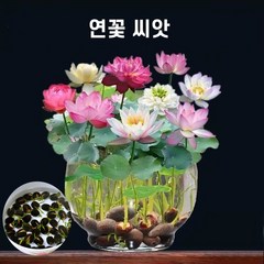 연꽃 씨앗 꽃씨앗 미니 연꽃 실내식물 수중재배, 30알