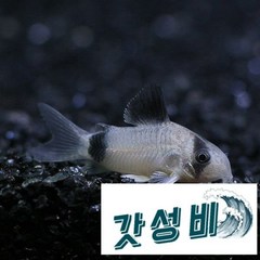 팬더 코리도라스 5마리 청소 물고기 관상용 애완 열대어 키우기 마리