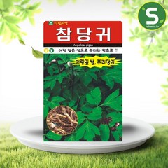 솔림텃밭몰 참당귀씨앗 200립 참당귀 토당귀 국내채종 씨앗, 1개