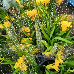 식물사랑꽃농원 봄의 꽃 프리지아 인기식물 반려식물, 1개