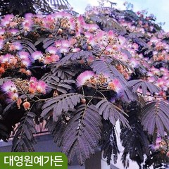 자귀나무 자엽자귀 썸머초콜릿 여름꽃, (자엽) 썸머초콜릿 9L포트, 1개, 붉은갈색+짙은분홍색