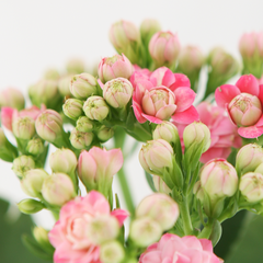 (세라믹화분+받침포함) 칼란디바 겹카랑코에 퀸로즈 꽃식물 4색 랜덤 소형 봄꽃 [나는식물이좋아]