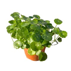 대성식물 실내 공기정화식물, 1개, 워터코인(10cm)