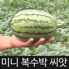 미니 복수박 씨앗 수박 씨앗 watermelon seed 10알