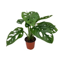 대성식물 실내 공기정화식물, 1개, 아단소니(10cm)