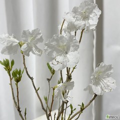청년농부 백진달래 이쁜꽃 흰색꽃 관상용꽃 진달래목 식물, 1개