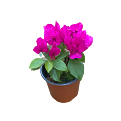 그린플랜트 꽃식물 부겐베리아(색상랜덤) 1+1