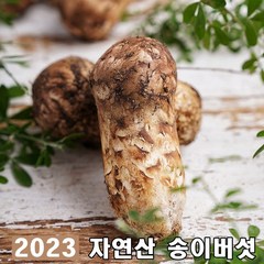 2023년 최고급 자연산 송이 버섯 자연 추석 설날 명절 선물세트 특등품, 1등급7-9cm 1kg