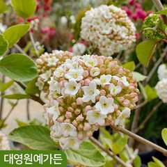유럽분꽃나무 다간형 향기꽃 정원수 봄꽃, 다간형 포트, 1개