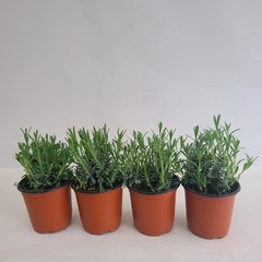 잉글리쉬 라벤더 4개묶음 공기정화식물 온누리농원, 4개