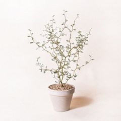 인테리어식물 공기정화식물 마오리소포라 율마 스투키 문샤인 유칼립투스 올리브나무, 혼합색상, 1개