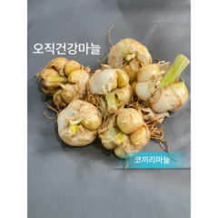 한국고유 토종마늘 대왕 코끼리마늘 웅녀마늘 1kg 통/쪽혼합