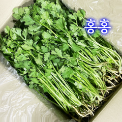 홍홍 중국식품 싱싱한 당일수확 고수 샹차이, 1팩, 1kg