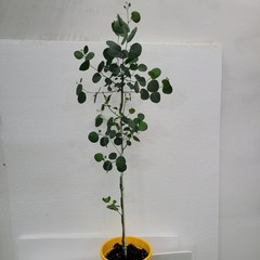 무배특가 둥근잎 폴리안 유칼립투스 대품 70-110cm 249, 1개