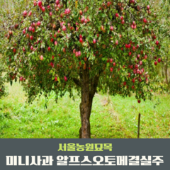 서울농원묘목/미니사과나무 알프스오토메 결실주 3년생 분묘, 1개