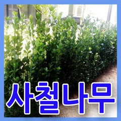 지엘파크농장 사철나무50그루 약60~70cm 사철푸른나무 사철나무묘목 울타리조경수 특가세일, 50개