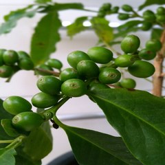 [용이네화원] 만인의 사랑 아라비카 커피나무 중형 300 화원 농원, 1개