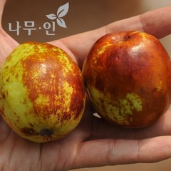 [나무인] 왕대추나무 결실주 R3, 1개