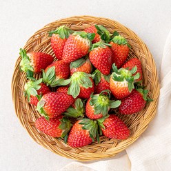 진주드림 한단 설향 딸기(대과), 500g, 1팩
