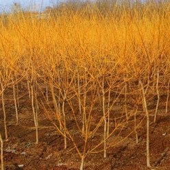 [가산원예조경] 황금회화나무 접목2년상묘 5주묶음