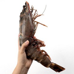 물고기삼촌 킹 블랙타이거 새우 특대 290-350g 35cm 1미, 1개