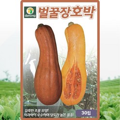 벌꿀장호박 씨앗 30립 고당도 중조생종 호박씨앗 종자, 1개