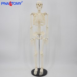 해부학 모형 인체 구조 모델 몸통 근골격 뇌 신체 마네킹 85cm 인간의 해골 예술 및 의학 연구를위한 유연한 팔과 다리 두개골과 척추 의료 교육 도구