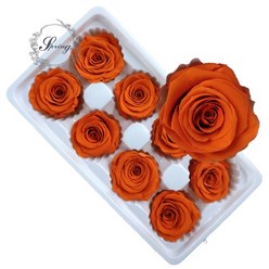 프리저브드 플라워장미 재료 플로에버 오스틴 카네이션 꽃자재 1박스, 오렌지(플로에버)
