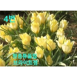 [지인야생화] 원종튤립-브라이트젬 구근15개, 15개