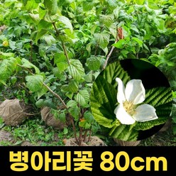 병아리꽃나무 80cm 1주 분묘 원예 조경수 정원 묘목