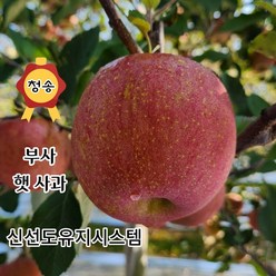 [산지직송] 청송 꿀 사과 (중과)2kg 3kg 5kg 10kg 가정용 선물용, 07. 선물용 5kg, 1박스