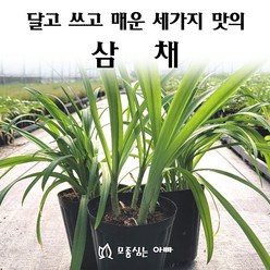 [모종심는아빠] 달고 쓰고 매운 세가지맛의 뿌리부추 삼채, 1개