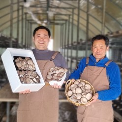 국산 옛날 균상재배 3배큰 느타리버섯 1kg 2kg 건느타리버섯 부자버섯 다우리부자농원, 건느타리버섯50g, 1개