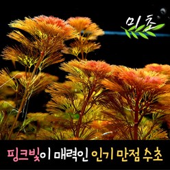 [미초] 레드 카붐바 수초 10촉 / 유경 수초/ 초보자 수초 / 치어 수초