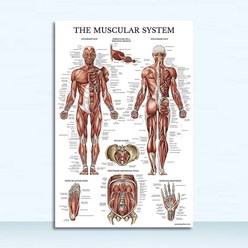 인체 해부학 모형 해부도 교육용 뇌 피부 척추 뼈 해골 그림 캔버스 M216 근육 시스템 포스터 아트 홈 인테리어 의료 교육, [09] 60x90cm No Frame, [01] 2642-01
