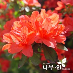 [나무인] 영산홍 철쭉(빨간색) 10개