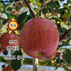 [산지직송] 청송 꿀 사과 (중과)2kg 3kg 5kg 10kg 가정용 선물용, 01. 가정용 2kg, 1박스