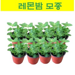 허브모종/ 레몬밤 모종 5개 MJ10