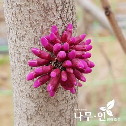 [나무인] 박태기나무 개화주 2개