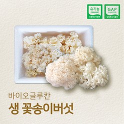 유기농 GAP 인증 국내산 생꽃송이버섯 최상급, 1박스, 500g