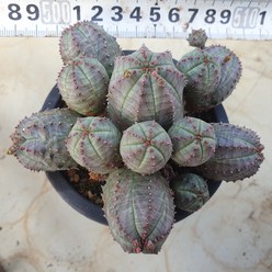 [수암다육] 오베사 군생 랜덤발송 Euphorbia obesa 랜덤발송 다육 다육이 다육식물 241, 1개