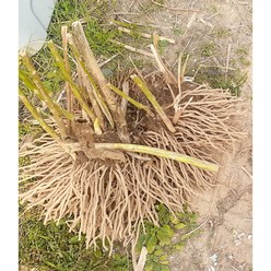 아스파라거스 4년생 종근 구근 뿌리(녹색 대묘) 다년생식물 노지텃밭 베란다재배 월동가능, 1개