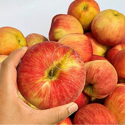 경북 껍질째먹는사과 꿀사과 흠과 부사 사과, 1박스, 소과 5kg