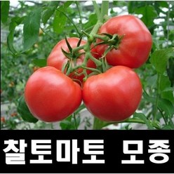 찰토마토모종10개/왕토마토모종/신러블리/맛이좋은 전문농사용/굵은품종, 10개